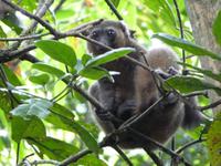 060 Madagaskar -  Ranomafana-Nationalpark