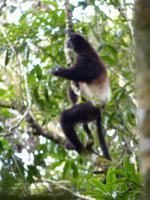 063 Madagaskar -  Ranomafana-Nationalpark