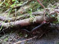 065 Madagaskar -  Ranomafana - Hundertfüssler