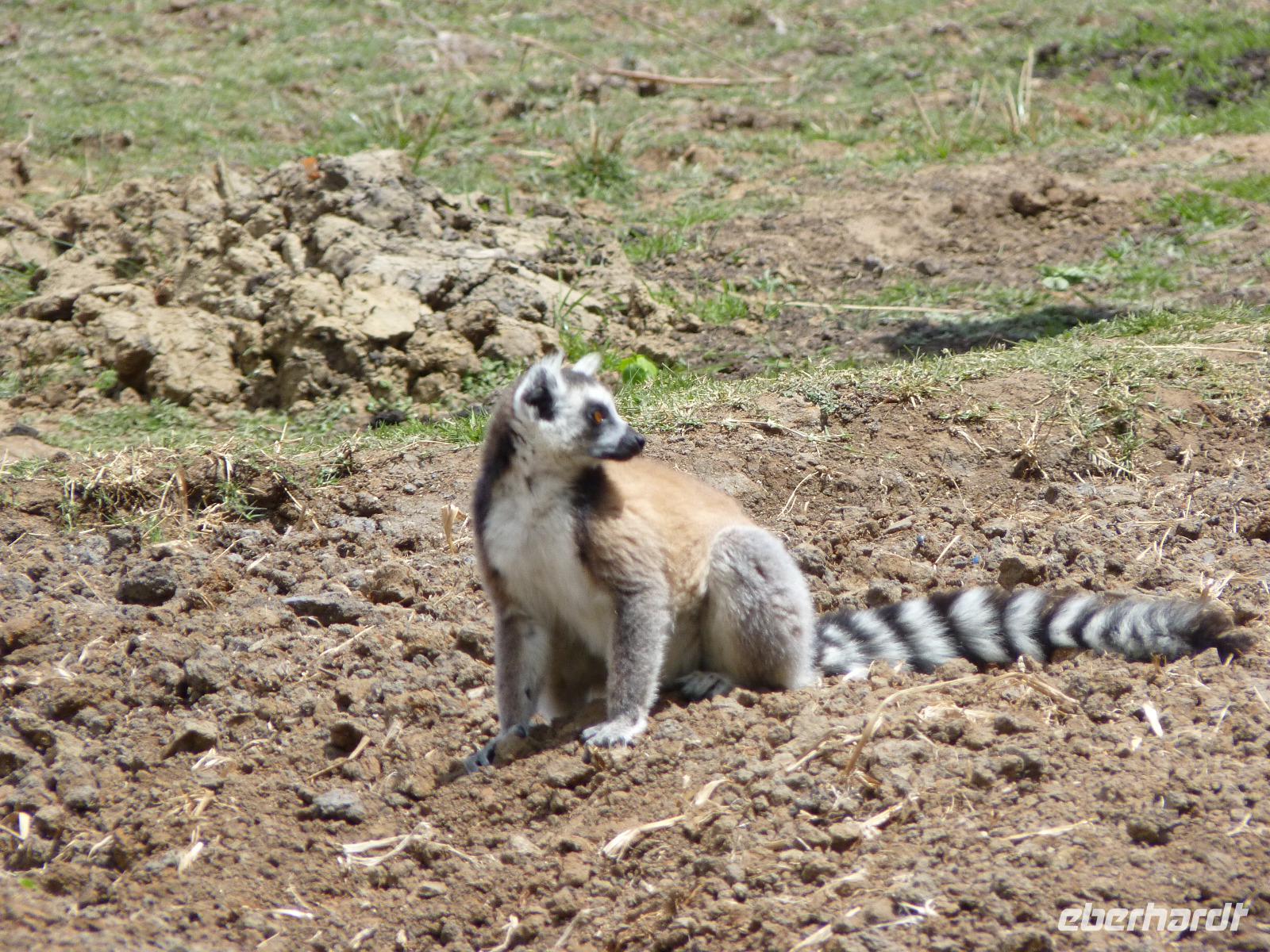 076 Madagaskar - Ambalavao - Kattalemuren im Reservat Anja