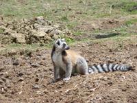 076 Madagaskar - Ambalavao - Kattalemuren im Reservat Anja