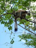080 Madagaskar - Ambalavao - Kattalemuren im Reservat Anja