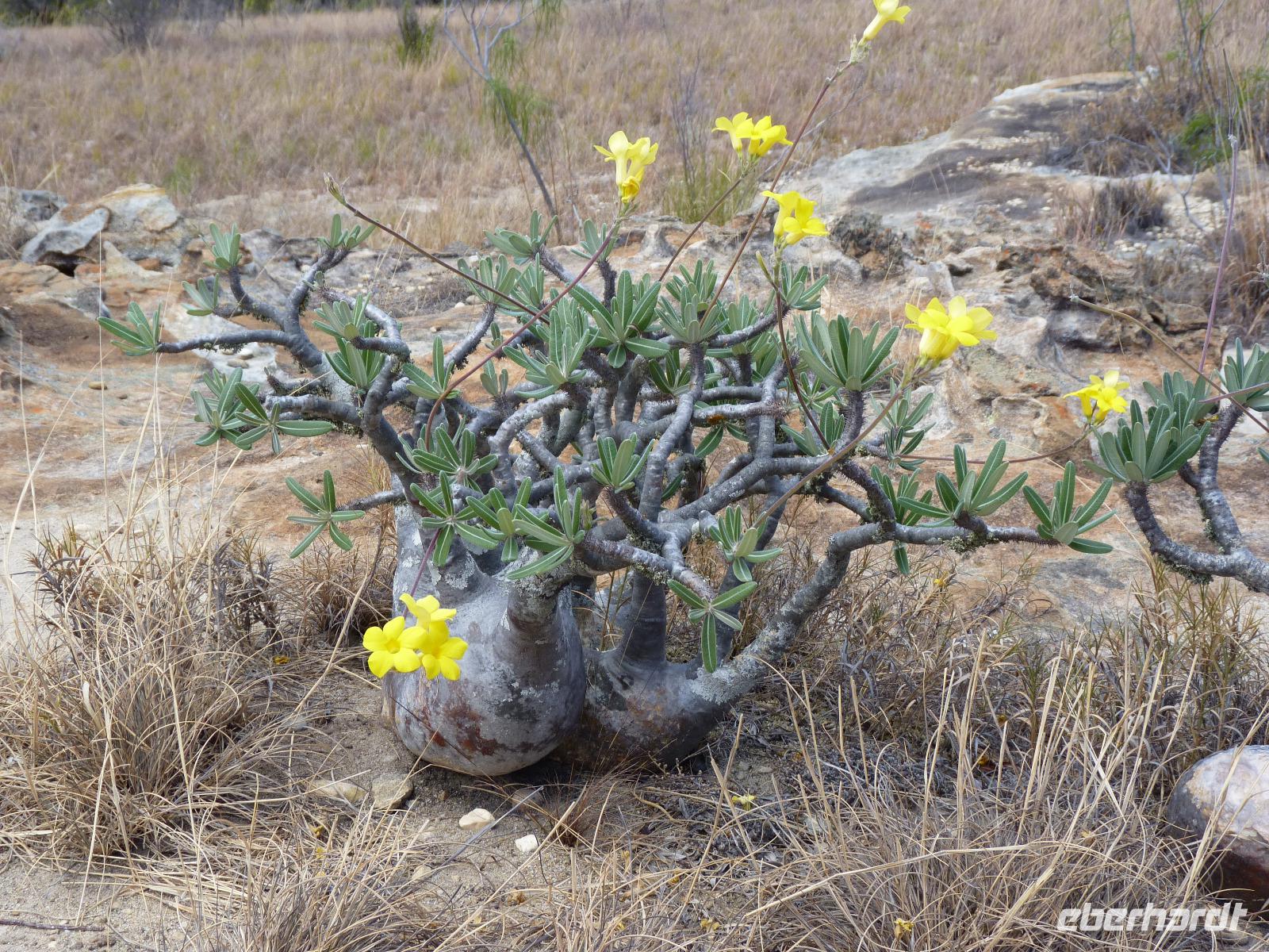 095 Madagaskar - Isalo-Park - Elefantenphote