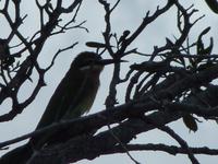 099 Madagaskar - Isalo-Park