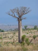 112 Madagaskar - Unterwegs nach Tulear - Baobab