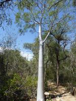 117 Madagaskar - Unterwegs nach Tulear - Arboretum Antsokay