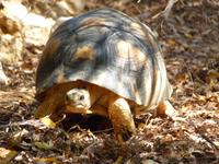 121 Madagaskar - Unterwegs nach Tulear - Arboretum Antsokay
