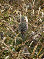 149 Mauritius - Ananasfeld