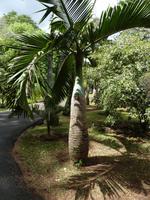 151 Mauritius - Botanischer Garten