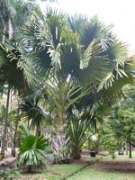 155 Mauritius - Botanischer Garten