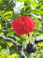 158 Mauritius - Botanischer Garten