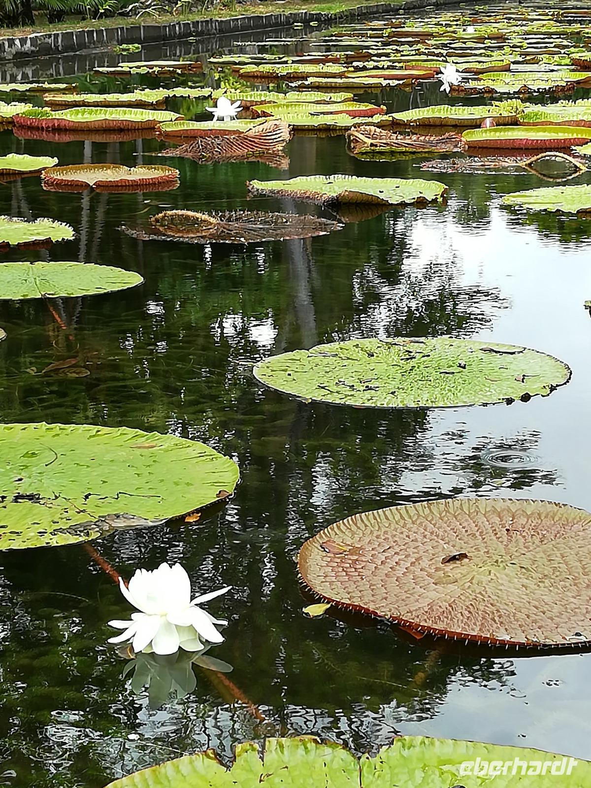 161 Mauritius - Botanischer Garten