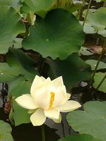 162 Mauritius - Botanischer Garten