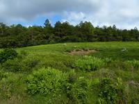 194 Mauritius - Teeplantage