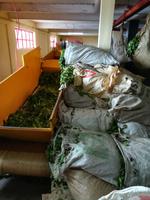 198 Mauritius - Teefabrik Bois Cheri