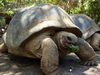 206 Mauritius - Vanille Reserve des Mascareignes