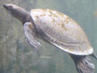 209 Mauritius - Vanille Reserve des Mascareignes