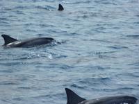 219 Mauritius -  Katamarantour