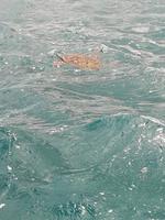 223 Mauritius - Wasserschildkröten am Hotelstrand