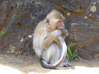 185 Mauritius - Makaki-Affe