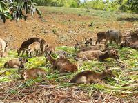 200 Mauritius - Teefabrik Bois Cheri