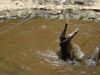 208 Mauritius - Vanille Reserve des Mascareignes