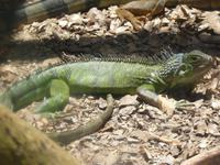 210 Mauritius - Vanille Reserve des Mascareignes