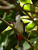 212 Mauritius - Vanille Reserve des Mascareignes