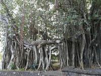 214 Mauritius - In der Nähe des Hotels