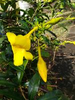 215 Mauritius - In der Nähe des Hotels