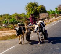 Zebu-Rinder Gegenverkehr auf Madagaskar  &ndash; &copy; Sten Bernhardt (Eberhardt TRAVEL)