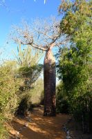 Baobab-Baum im Reniala Nationalpark, Madagaskar &ndash; &copy; Sten Bernhardt (Eberhardt TRAVEL)