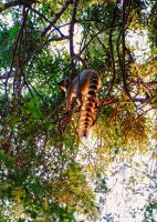 Kattas im Reniala Nationalpark, Madagaskar &ndash; &copy; Sten Bernhardt (Eberhardt TRAVEL)