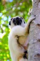 Sifaka im Isalo Nationalpark, Madagaskar  &ndash; &copy; Sten Bernhardt (Eberhardt TRAVEL)