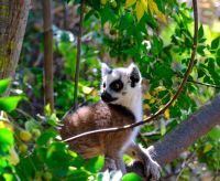 Katta im Isalo Nationalpark, Madagaskar  &ndash; &copy; Sten Bernhardt (Eberhardt TRAVEL)