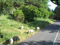 Fahrt zum Pico do Arieiro