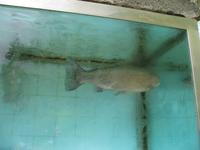 Posto Florestal Ribeiro Frio