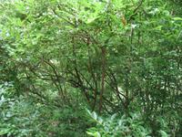 Wanderung Vereda dos Balcões 