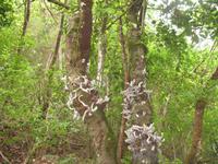 Wanderung Vereda dos Balcões 