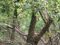 Wanderung Vereda dos Balcões 