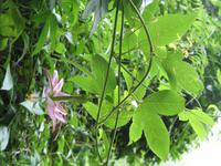 Madeira Auswahl 2016