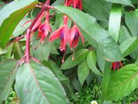 Wanderung Vereda dos Balcões 