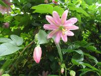 Wanderung Vereda dos Balcões 