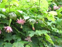 Wanderung Vereda dos Balcões 