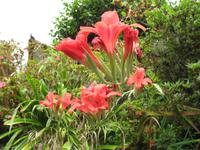 Wanderung Vereda dos Balcões 