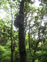 Wanderung Vereda dos Balcões