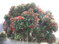 Foto-Stopp mit Blick auf den Penha de Águia (Adlerfelsen)