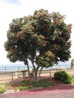 Foto-Stopp mit Blick auf den Penha de Águia (Adlerfelsen)