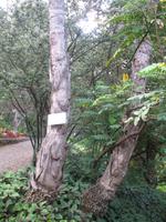 Botanische Garten 