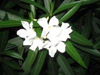 Rückweg vom Restaurant 